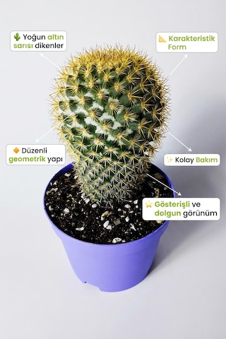 Mammillaria Flavicentra Kaktüs Altın Dikenli Koleksiyonluk Özel Seri 8.5 Cm Saksıda