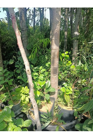 Yeşil Deniz Fidancılık Kamelya Fidanı 30-50 Cm