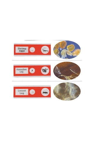 Ece Mikroskop Slayt Preparat Seti Başlangıç 12'li Böcekler