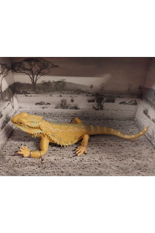 Calimera Toys Hayvan Figürleri Oyuncak Sakallı Ejder Kertenkele Hayvan