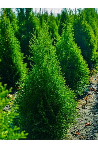 Videolu Limoni Servi Limon Kokulu Limon Çamı 30 40 Cm 1 Adet Saksılı Cupressus Macrocarpa