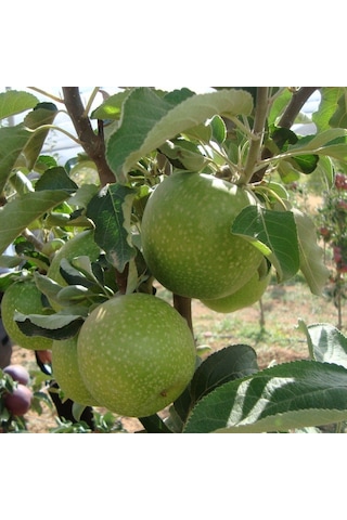 3 Yaş Aşılı Granny Smith Elma Fidanı Yarı Bodur