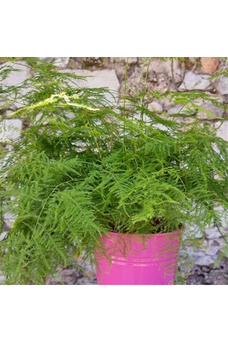 Tül Kuşkonmaz Asparagus Plumosus