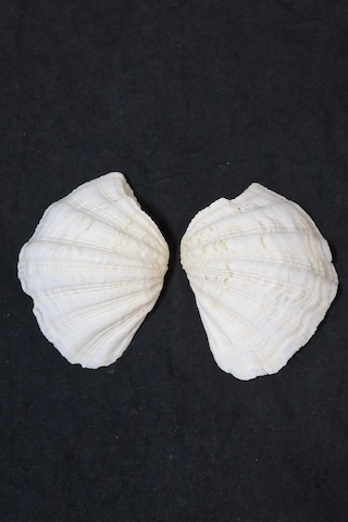 İki Parçalı Deniz Kabuğu Tridacna Gigas 30-p2