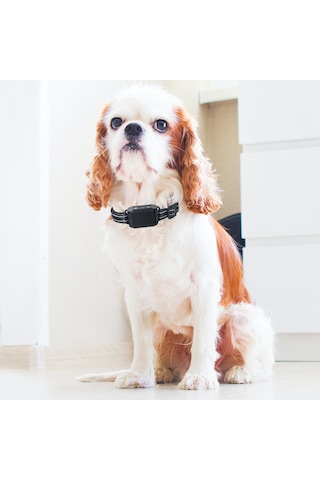 Homyl Köpek Durdurma Kabuğu Tasması Eğitmeni Eğitim Cihazı