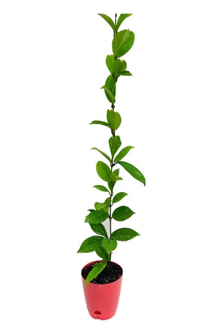 Akdeniz Tarım Hoya 1 + Metre Kırmızı İnci Mum Çiçeği Bitkisi