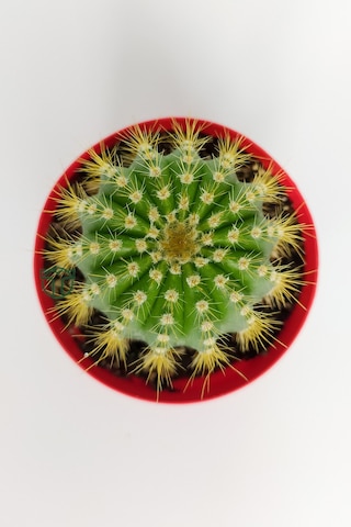 Notocactus Leninghausii Golden Ball Kaktüs 8.5 CM Kırmızı Saksıda BüyükBoy Kaktüs