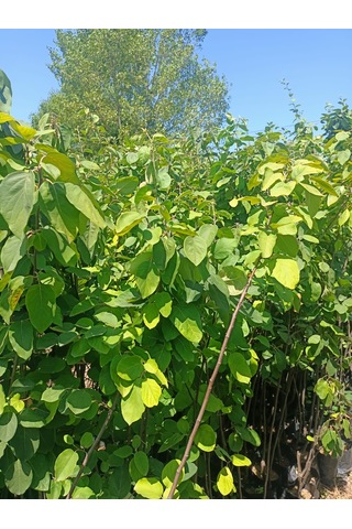 Yeşil Deniz Fidancılık Tüplü Eşme Ayva Fidanı 100-150 Cm