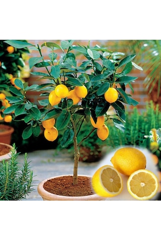 10 Adet Bodur Saksı Bonsaı Limon Tohumu + 10 Adet Hediye Karışık Renk Gül Çiçek Tohumu