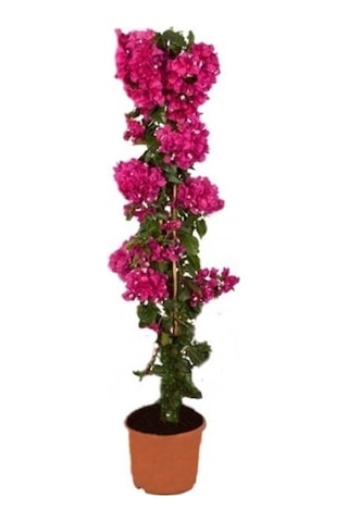 Fuşya Begonvil Çiçeği Fidanı 30-45 Cm Saksılı Çiçekli Bodur Bitkiler Bougainvillea