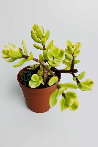 Para Ağacı Bereket Çiçeği Afra Variegata Özel Tür Sukulent