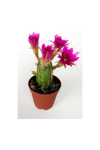 Yılan Kaktüs Fuşya Çiçekli Pilosocereus Silvestrii Hibrit Nadir
