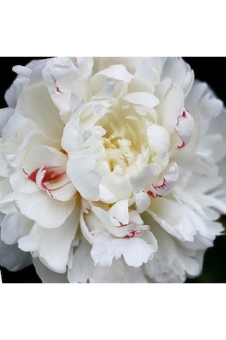 Peonies Festiva Beyaz Şakayık Çiçeği Yumrusu-Rizomu 1  Adet