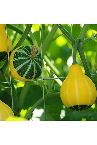 Karışık Süs Kabağı Tohumu 1 Paket 10 Adet