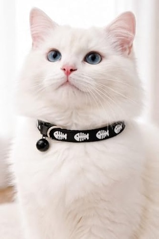 Kedi Boyun Tasması Zilli Ve Ayarlanabilir Siyah