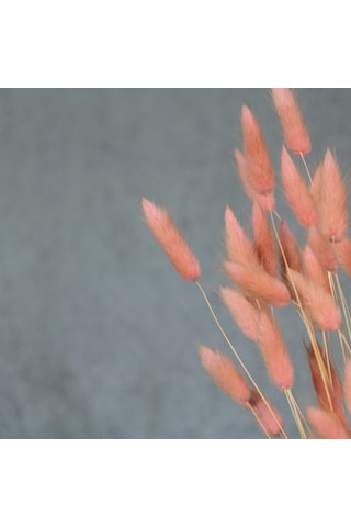 Kurutulmuş Lagurus (Pamuk Otu) Demeti Pembe
