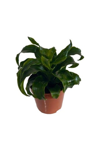 Dracaena Janet Craig