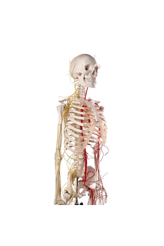 Sinir Ve Damarlı, Gerçek Boyutlarında İnsan İskeleti Modeli, 180 Cm - İskelet Maketi 01