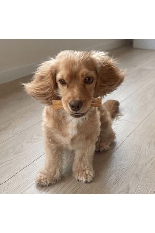 Kito Dana İnce Sinir Çiğnemelik Doğal Glutensiz Organik Köpek Ödül Maması 100 G