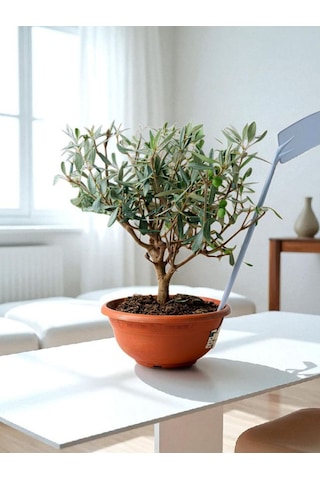 Bitkitürk-zeytin Veren Bonsai İthal 9 Yaşında