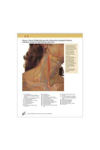 Mcminn & Abrahams İnsan Anatomisi Klinik Atlası