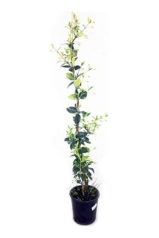 Saksıda Kokulu Arap Yasemini Fidanı 50-80 Cm