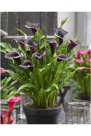 Gala Gelin Çiçeği Calla Lily - Bordo 10-20 Cm