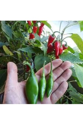 Eko Paket Balık Biberi Tohumu Acı Balık Biber Tohumu 150 Adet Tohum