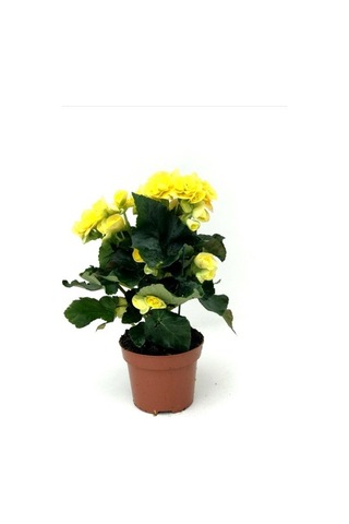 Begonya Çiçeği Fidanı Sarı 10-20 Cm