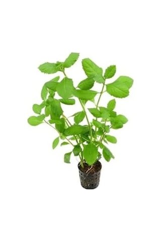 Canlı Bitki Hygrophila Difformis, 4-6 Kök Olarak
