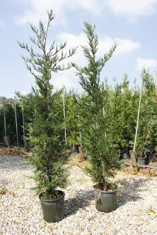 Yeşil Leylandi 3 Adet- Aşılı Çit Bitkisi 1-1.5 Metre