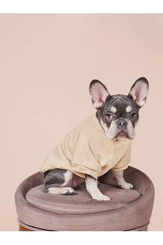Balloon Küçük ve Orta Irk Köpekler İçin Köpek Sweatshirt