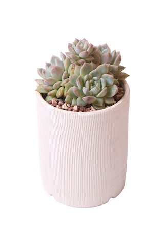 Echeveria Frost Flower - Sukulent Haangarden