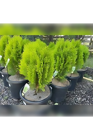 Doğu Mazı Çamı 150 Cm Boyunda