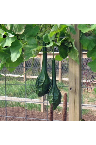 5 Adet Dinozor Su Kabağı Tohumu