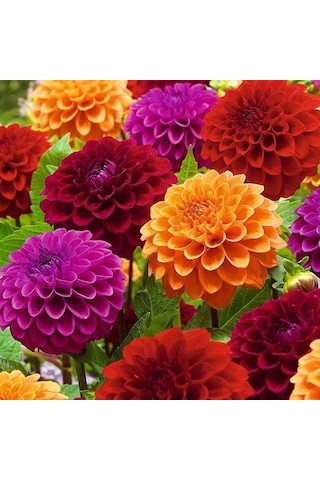 Mixed Dahlia İri Karışık Yıldız Çiçeği Yumrusu 5 Adet
