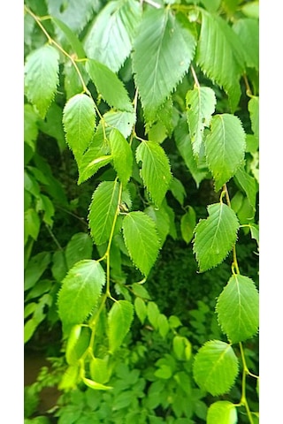 Huş Ağacı Fidanı Betula Pendula - Estetik Peyzaj Ağacı