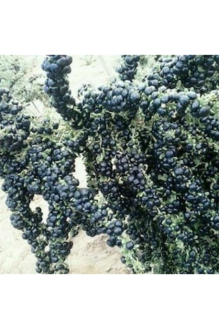 Nadir Siyah Goji Berry Tohumu 5 Adet
