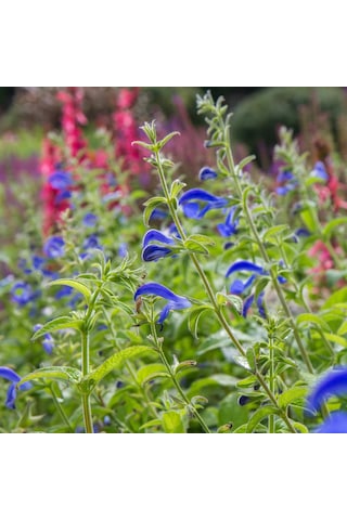 Mavi Süs Adaçayı 5 Adet - Salvia Microphylla Blue Monrovia