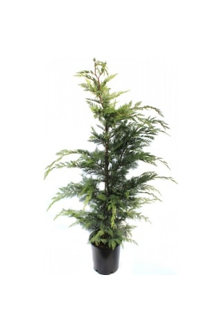 Cupressocyparis Leylandii Leylandi Çam Fidanı 60-100 Cm