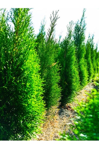 Videolu Kokulu Limon Çamı Limoni Servi 40 50 Cm 1 Adet Saksılı Dış Mekan Ağaç Cupressus Macrocarpa