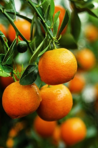 Tüplü Tatlı Mandalina Ağacı Fidanı 3 Yaş