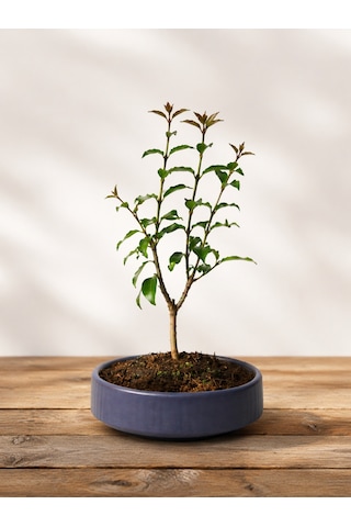 Bonsai L. Japonica - Grey Handmade Pot No: 7