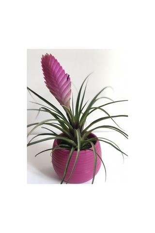 Tillandsia - Hava Çiçeği 5084