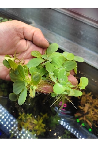 Pistia Stratiotes Su Marulu Su Üstü Canlı Akvaryum Bitkisi 4 Kök 15-20 Yaprak Kolay Bitki