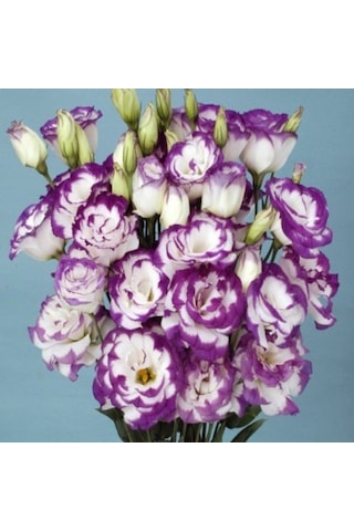 Katmerli S.blue Picotee Lisianthus Çiçeği Fidesi 3 Adet
