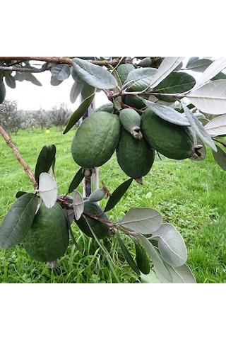 Kaymak Ağacı (Feijoa) Fidanı
