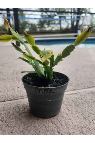 Turuncu Renk Yılbaşı Çiçeği 1 Adet 10-20cm Saksılı Schlumbergera