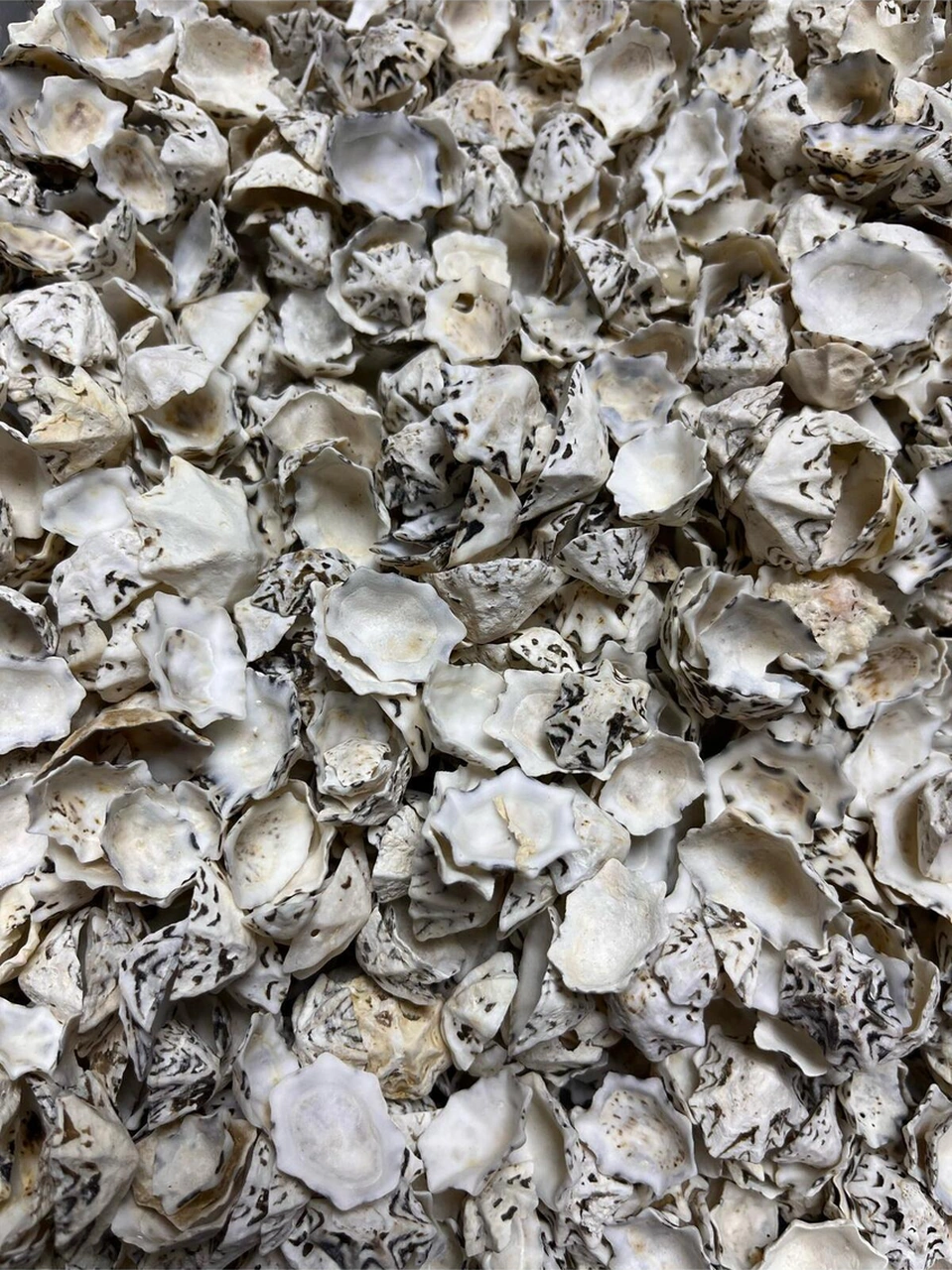 Gerçek Deniz Kabuğu - 50 Gr