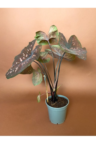 Caladium Caladium Bicolor 63 Cm Bordo Yapraklı Form